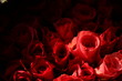 Red roses. Red roses.