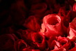 Red roses. Red roses.
