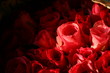 Red roses. Red roses.