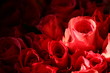 Red roses. Red roses.