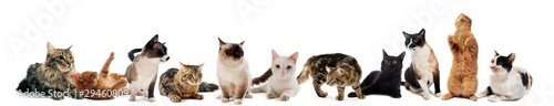 Foto: chats en studio chats en studio