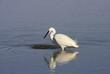 Aigrette Garzette