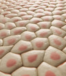 Skin tissue - CG illustration