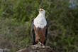 Adler sitzt auf Baumstamm