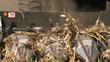 Combine Harvesting Corn