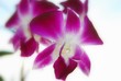 Thai Orchid Thai Orchid