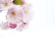 Kirschblüte