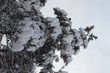 fur-tree in snow fur-tree in snow