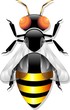 Ape-Bee-Abeille-Vector