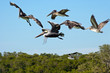 Photo: Fliegende Pelikane Fliegende Pelikane