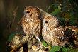 A pair of tawny owls in a wood