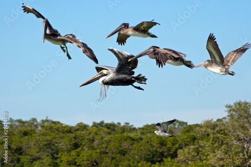 Photo: Fliegende Pelikane Fliegende Pelikane