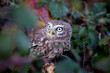 a little owl