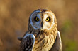 A short eared owl in evening sunlight
