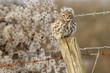 A little owl perched on a fence post in winter
