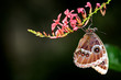 Blue Morpho butterfly hanging off a pink flower