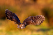 a tawny owl flying in golden evening sunlight