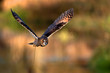 A long eared owl flying