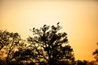 silhouette of herons in a tree with the sunset