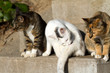 階段と子猫