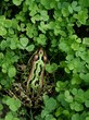grenouille verte