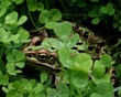 grenouille verte
