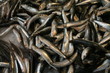 sardines