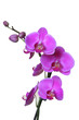 Foto: Orchidee Orchidee