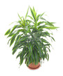 Chlorophytum Comosum