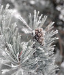 Snow covered pine branch