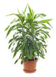 Chlorophytum Comosum