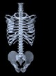 human torso skeletal system