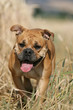 Continental Bulldog