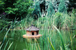 summer garden