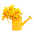Narcissus Flowers