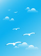 seagulls in the sky seagulls in the sky