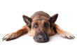 German shephard dog laying