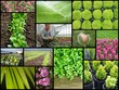garden centre