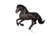 Photo en ligne au meilleur prix black horse isolated on white