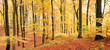 Bunter Herbstwald