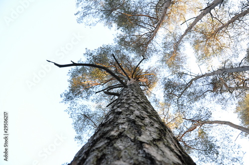 Foto: Baum Baum