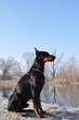 Dobermann