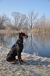 Dobermann