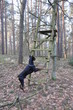 Dobermann