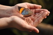 butterfly on a hand