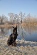 Dobermann