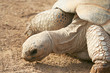 A Close Up of a Galapagos Land Tortoise