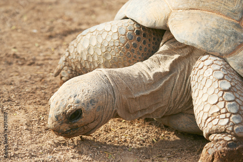 Photo: A Close Up of a Galapagos Land Tortoise A Close Up of a Galapagos Land Tortoise
