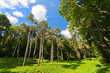 Beautiful forest