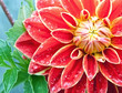 Red Dahlia